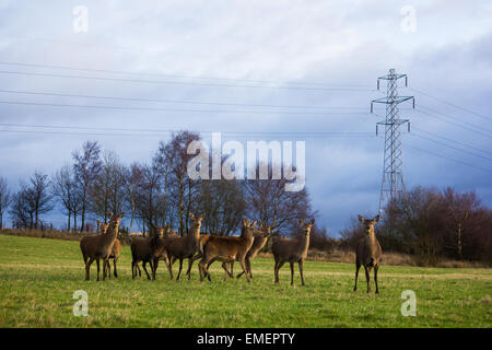 Red Deer Cervus elaphus, un troupeau de Hinds alerte stand devant un pylône, Norton Canes, Staffordshire Banque D'Images