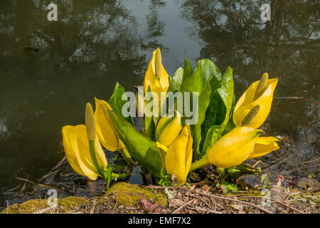 Lysichitum americanum American swamp lily Banque D'Images