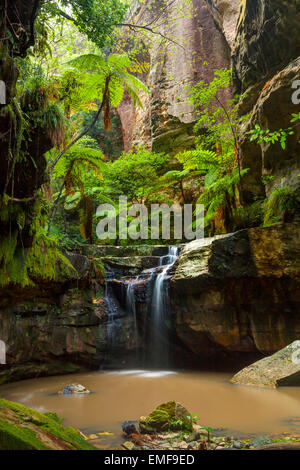 Jardin Moss - Carnarvon Gorge - Queensland - Australie Banque D'Images