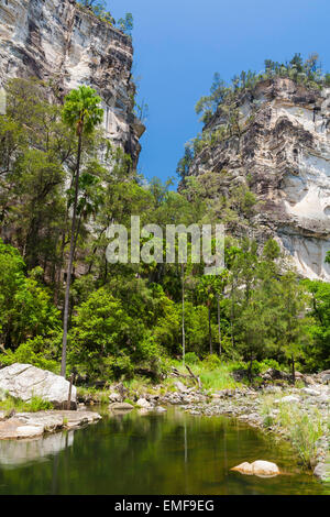 Arbre généalogique chou palmiers et de falaises de grès - Carnarvon Gorge - Queensland - Australie Banque D'Images