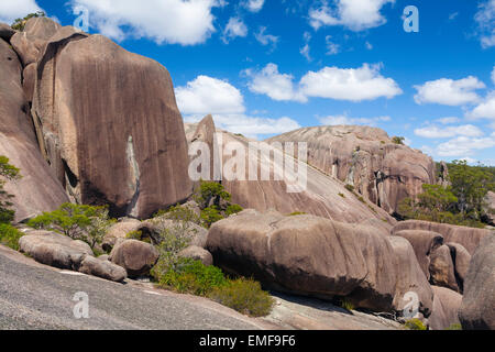 Pygargue à tête du Sud - Parc National de Girraween Rock - Queensland - Australie Banque D'Images