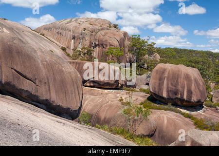 Pygargue à tête du Sud - Parc National de Girraween Rock - Queensland - Australie Banque D'Images