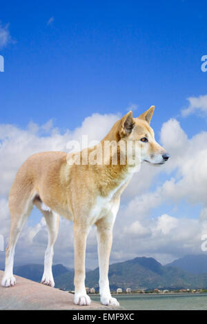 Un dingo avec la ville de Cairns en arrière-plan Banque D'Images