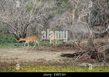 Couple de cerfs dans le parc national de Yala au Sri Lanka Banque D'Images