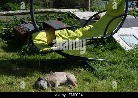 Jeune homme, est la détente à l'extérieur dans le jardin. Faire la révision et les jeux, jouer à un jeu vidéo à l'extérieur sur un ordinateur portable chien border Banque D'Images