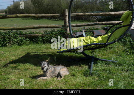 Jeune homme, est la détente à l'extérieur dans le jardin. Faire la révision et les jeux, jouer à un jeu vidéo à l'extérieur sur un ordinateur portable chien border Banque D'Images