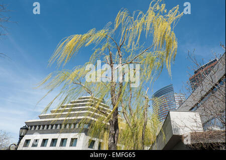 Un saule arbre qui pousse à côté du musée du patrimoine juif dans Battery Park City, un quartier de Manhattan, New York. Banque D'Images