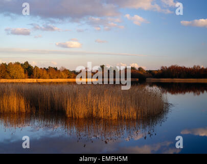 Frensham Little Pond, Farnham, Surrey, dans la lumière du soir. Banque D'Images