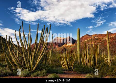 Le tuyau d'orgue cactus s'épanouir que dans le sud de l'Arizona plus frontière avec le Mexique dans le tuyau d'Orgue Cactus National Monument. Banque D'Images