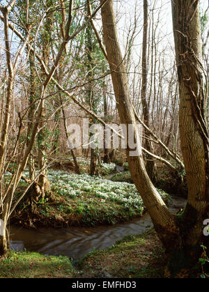 De plus en plus les perce-neige et cendres taillis bois aulne à côté d'un ruisseau. craie Évangile Green, West Sussex. Banque D'Images