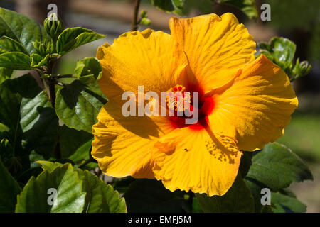 Gros plan horizontal d'une fleur d'hibiscus Banque D'Images