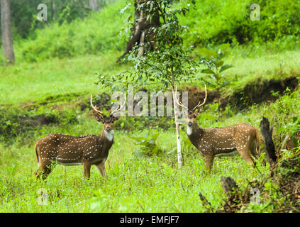 Une paire de cerfs tachetés (Axis axis) cerfs combat pendant le rut. Banque D'Images