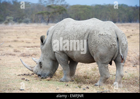 Rhino dans le parc national du Kenya Banque D'Images