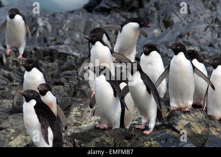 Groupe de pingouins d'Adélie Antarctique Antarctique péninsulaire Hope Bay Banque D'Images