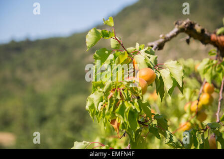 Verger avec beaucoup d'abricots mûrs Banque D'Images