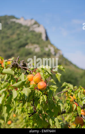 Verger avec beaucoup d'abricots mûrs Banque D'Images