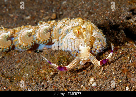 Nudibranche Dragon bleu, Pteraeolidia Pteraeolidia ianthina semperi, précédemment. Libre de rhinophores et tentacules oraux. Banque D'Images