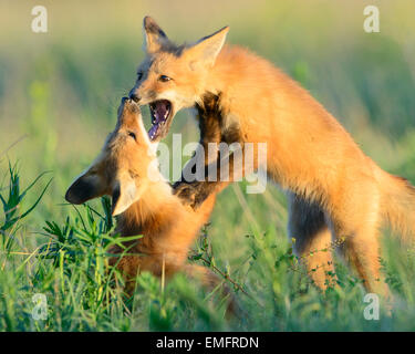 Red Fox cubs à jouer (Vulpes vulpes), Missoula, Montana Banque D'Images