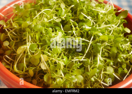 Micro frais cress Banque D'Images