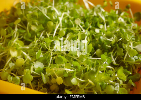 Micro frais cress Banque D'Images