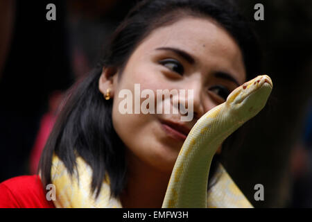 L'Est de Jakarta, Indonésie. Apr 19, 2015. Le membre de la communauté des reptiles s'acquitter de leurs animaux de compagnie lors d'un rassemblement dans l'Est de Jakarta, Indonésie le 19 avril 2015. Pythons birmans albinos (Python molurus bivittatus) sont l'un des cinq plus grands serpents dans le monde, originaire d'une grande variation de tropic et subtropic domaines de l'Asie du Sud et du sud-est. © Krisadhi la Risa/Pacific Press/Alamy Live News Banque D'Images