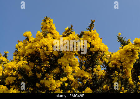 L'ajonc Ulex europaeus fleurs jaune contre un ciel bleu du Pays de Galles Banque D'Images