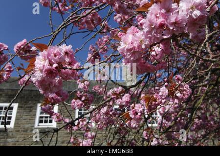 Aberystwyth, Pays de Galles, Royaume-Uni. Apr 21, 2015. 21 avril 2015. Les tendances météorologiques de prolonger la vie des fleurs à Aberystwyth. Chef de RHS Advisor dit que les fleurs (surtout les cerisiers en fleurs) au Royaume-Uni sont de plus en raison de les beaux jours et nuits froides. Crédit : Jon Freeman/Alamy Live News Banque D'Images