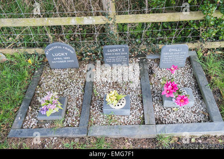 Tombes, pierres tombales pour chiens morts avec des fleurs fraîches à côté de l'église St-Matthieu, Borth,près d'Aberystwyth, Ceredigion, pays de Galles Banque D'Images