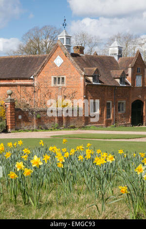 Daffodil prairie en face de Packwood House, Warwickshire, England, UK Banque D'Images