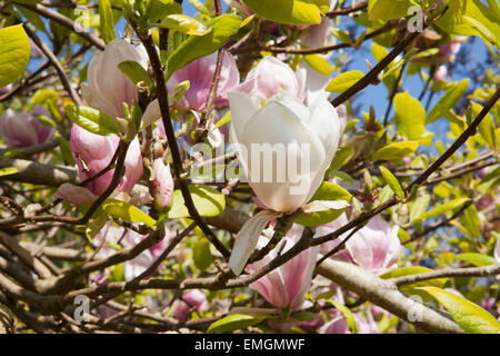 Magnolia soulangeana ' Rustica Rubra ' dans le jardin de Cotehele House à Cornwall géré par le National Trust Banque D'Images