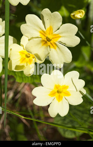 Bournemouth, Dorset, UK 21 avril 2015. Météo Royaume-uni : Fleurs de Printemps - primevères en fleurs à Bournemouth, Dorset, UK Crédit : Carolyn Jenkins/Alamy Live News Banque D'Images