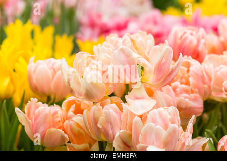 Tulipes de couleur saumon sur un lit de park Banque D'Images