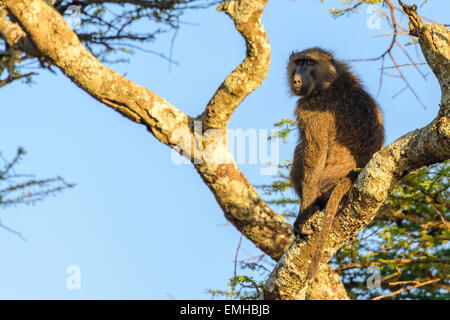 Primat des Thraupidae Papionini babouin au sommet de l'arbre dans le Parc National du Serengeti, Tanzanie, Afrique. Banque D'Images