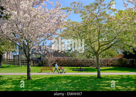 Chippenham, UK. 21 avril, 2015. Une femme et enfant sont illustrés en passant devant les arbres en fleurs dans un parc public à Chippenham, Wiltshire Crédit : lynchpics/Alamy Live News Banque D'Images