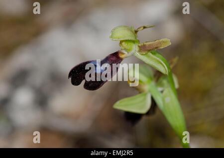 Wild Orchid, Ophrys atlantica, Atlas Orchid, Andalousie, Sud de l'Espagne. Banque D'Images