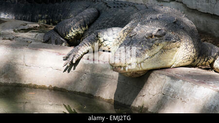 Crocodile d'eau salée en pèlerin au zoo du soleil Banque D'Images