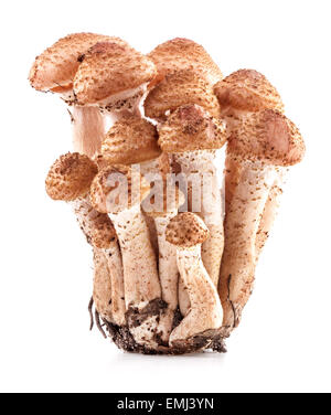 Miel champignons agarics (Armillaria mellea) isolé sur fond blanc, gros plan Banque D'Images