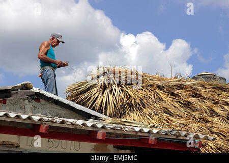 Personnes âgées l'homme travaille sur un toit de paille d'une maison de plage sur la plage de la péninsule de Zapata Cuba Banque D'Images