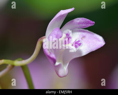 Rock Rose ou le capitaine d'Orchidées Dendrobium du roi - Dendrobium kingianum seule fleur Banque D'Images