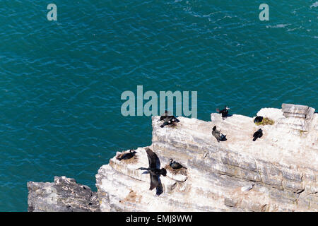 Une colonie de cormorans (Phalacrocorax carbo) au large de la côte de Ceredigion Banque D'Images