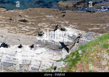 Une colonie de cormorans (Phalacrocorax carbo) au large de la côte de Ceredigion Banque D'Images