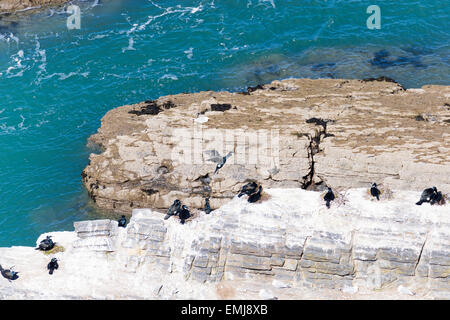 Une colonie de cormorans (Phalacrocorax carbo) au large de la côte de Ceredigion Banque D'Images