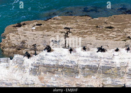 Une colonie de cormorans (Phalacrocorax carbo) au large de la côte de Ceredigion Banque D'Images