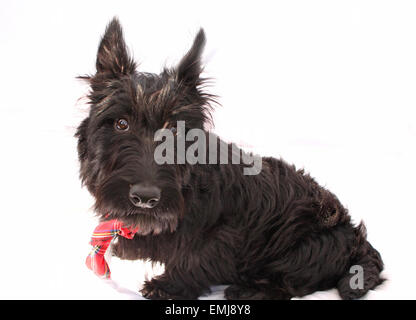 Chien, westie, Scotty, promenades, studio, photographie, mignon, adorable, animal, cutie, fourrure, manteau, toilettage de chiens, de belles, de vétérinaires, Banque D'Images