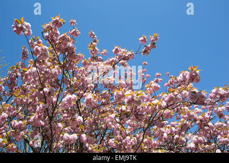 Londres, Royaume-Uni. Apr 21, 2015. Fleur de cerisier sur les arbres dans Hyde Park à Londres, au Royaume-Uni. En raison de beaux jours et nuits froides, la saison de la floraison des arbres a été prolongé plus longtemps que d'habitude. Crédit : Michael Kemp/Alamy Live News Banque D'Images