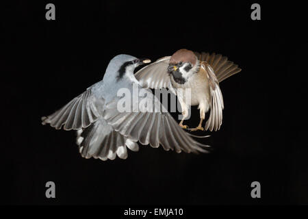 Arbre généalogique et sittelle Sparrow en vol Banque D'Images