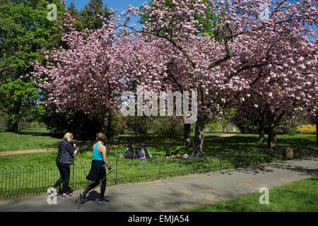 Londres, Royaume-Uni. Apr 21, 2015. Fleur de cerisier sur les arbres dans Hyde Park à Londres, au Royaume-Uni. En raison de beaux jours et nuits froides, la saison de la floraison des arbres a été prolongé plus longtemps que d'habitude. Crédit : Michael Kemp/Alamy Live News Banque D'Images