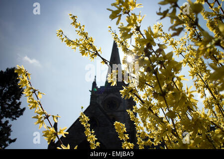 Forsythia et l'église Holy Trinity, Stratford-upon-Avon, Warwickshire, England, UK Banque D'Images