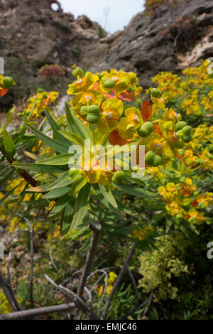 L'euphorbe ésule, Euphorbia spec. , De la côte maltaise à Golden Bay, Mer Méditerranée. Banque D'Images