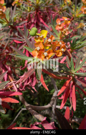 L'euphorbe ésule, Euphorbia spec. , De la côte maltaise à Golden Bay, Mer Méditerranée. Banque D'Images